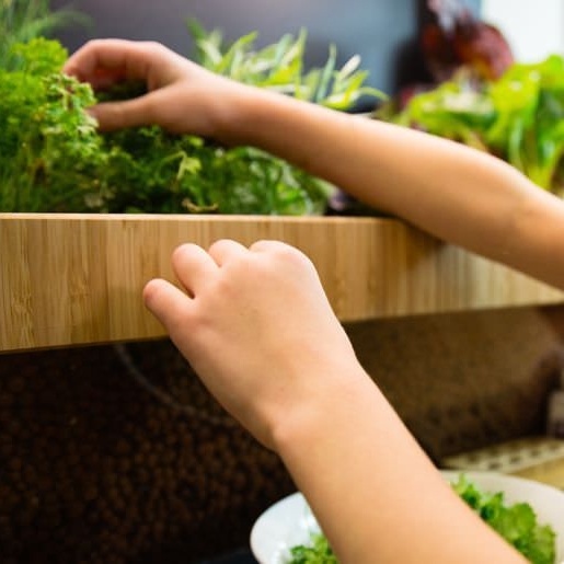 Grow Fresh Food In Your Home With the Grove Ecosystem
